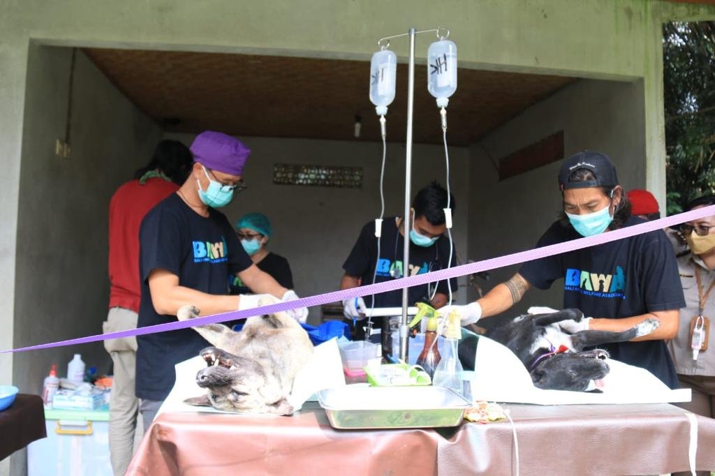 Bali Dicanangkan Segera Bebas Rabies