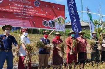 BI Bali Panen Perdana Klaster Bawang Putih KTT Manik Pertiwi Wanagiri Buleleng