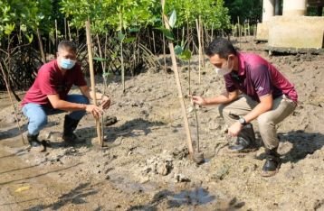 Lestarikan Lingkungan, Jasa Raharja Bali Tanam 1000 Bibit Mangrove