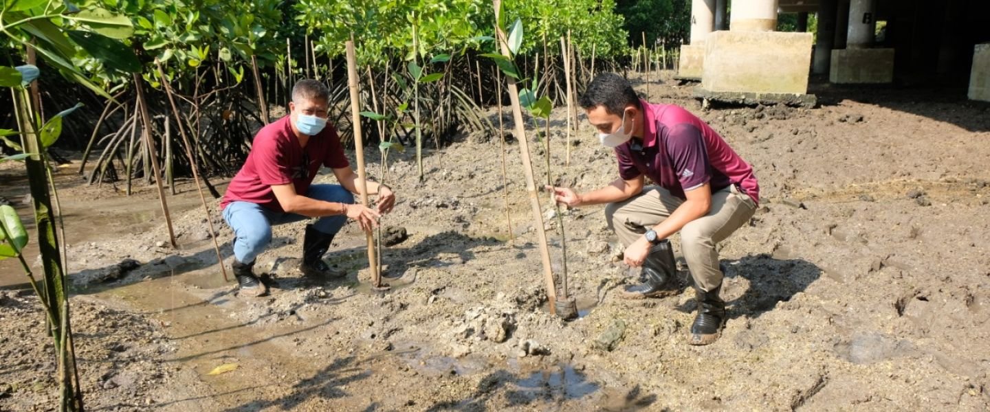 Lestarikan Lingkungan, Jasa Raharja Bali Tanam 1000 Bibit Mangrove