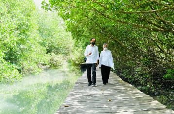 Presiden Tinjau Hutan Mangrove di Bali