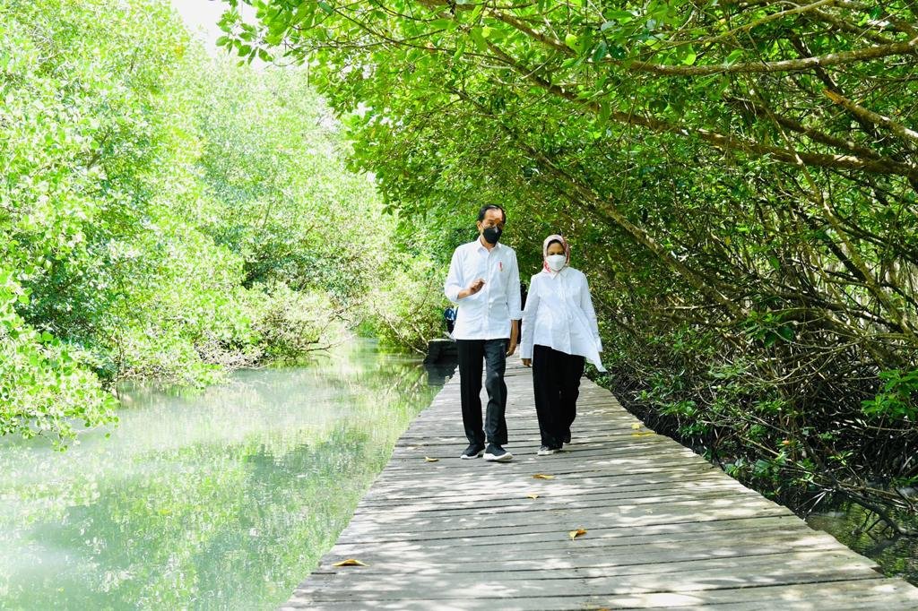 Presiden Tinjau Hutan Mangrove di Bali