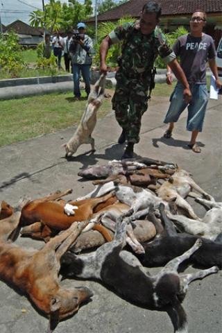Dinas Peternakan dan Kesehatan Hewan Bali Bentuk Tim Pemantau Anjing Liar
