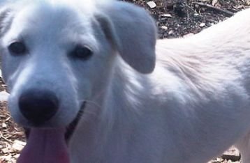 Carcan Asu (cicing) Mengenal Sifat Anjing Bali
