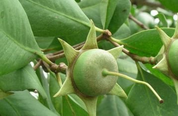 Kandungan Vitamin Buah Mangrove Sangat Besar, Olahlah Jadi Makanan