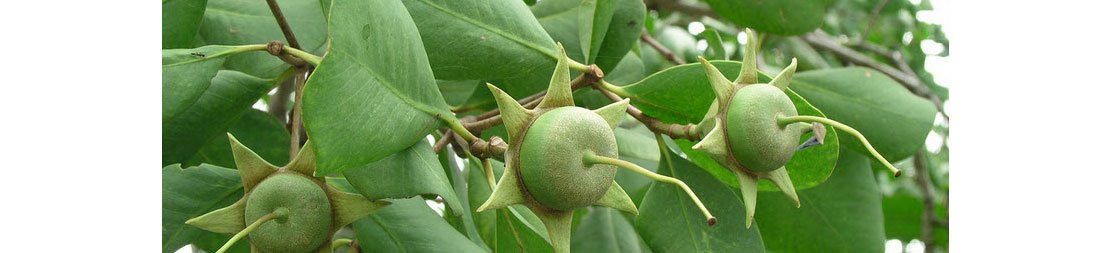 Kandungan Vitamin Buah Mangrove Sangat Besar, Olahlah Jadi Makanan