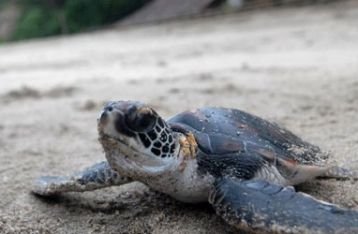 Konservasi Penyu Sindhu Dwarawati Sanur, Awalnya Hanya Sekedar Kumpul di Pantai