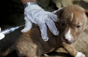 Mengkhawatirkan, 159 Desa di Bali Terjangkit Virus Mematikan Rabies