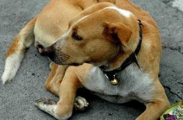 Anjing dari Bali Jadi Santapan di Jakarta, Warung RW Makin Marak