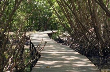 Jalan - Jalan ke Hutan Mangrove Bali
