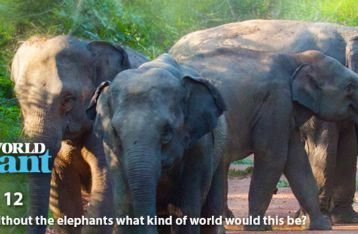 Gajah Makan Prasmanan di World Elephant Day