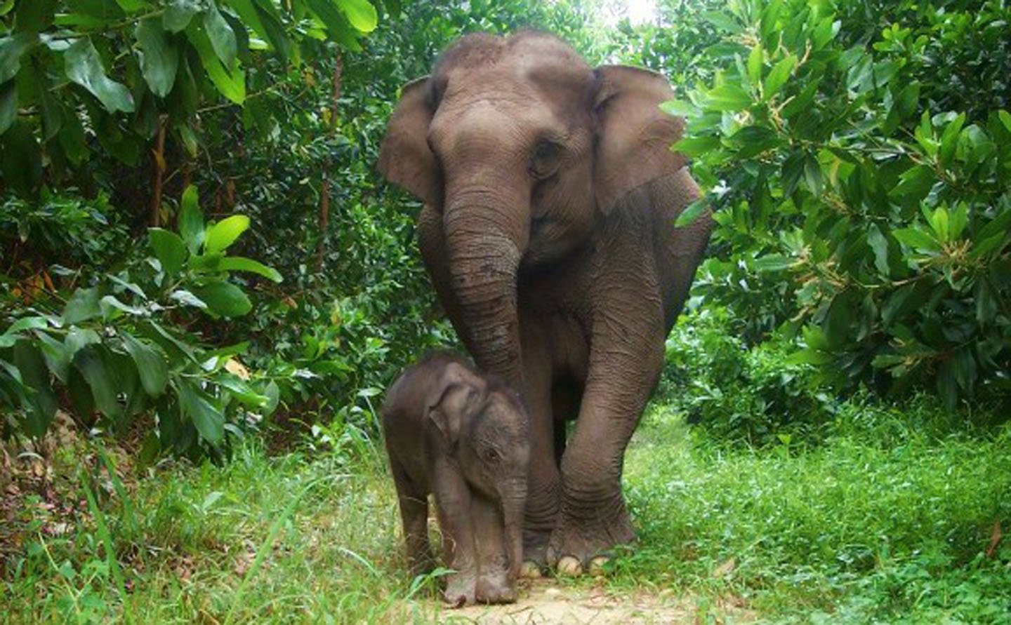 5 Alasan Kamu Harus Naik Gajah di Bali