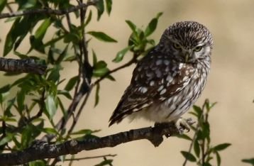 Sebanyak 15 Ekor Burung Hantu Jenis Tyto Alba Dilepas