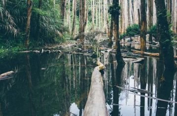 Gangguan lingkungan di sekitar Danau Buyan