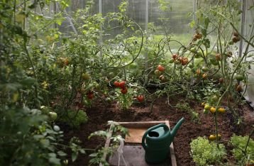 Lahan Hutan Menjadi Lahan Perkebunan Sayuran di Kintamani