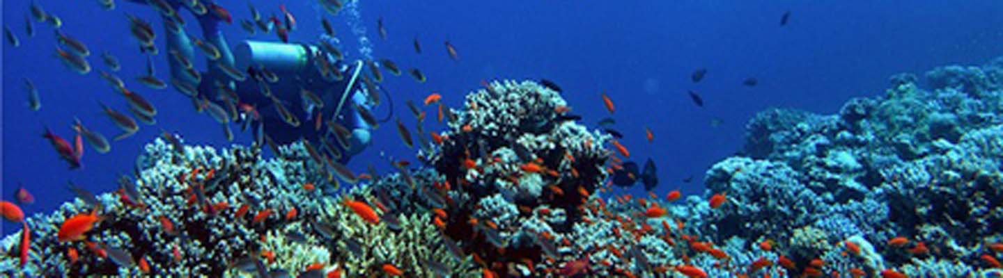 Mengintip Potensi Wisata Bawah Laut di Kepulauan Nusa Penida