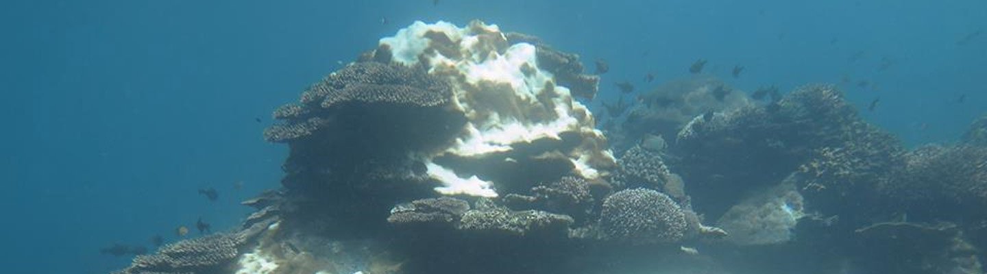 Coral Bleaching Dikhawatirkan Meluas di Bali