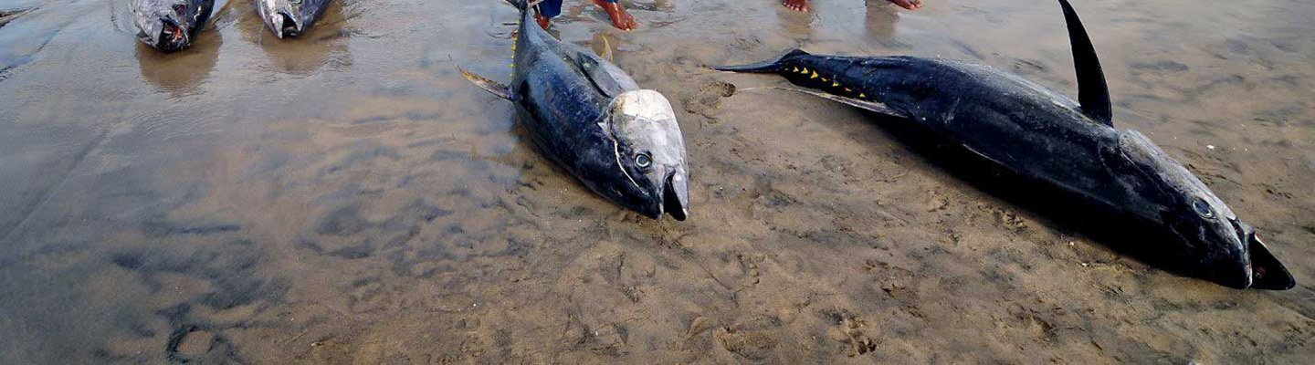 Produksi Tuna di Bali Capai 25 ribu ton Dalam 5 tahun Terakhir