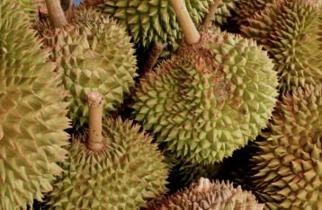 6 Macam Durian Lokal yang Rasanya Jempolan hingga Susah Dilupakan